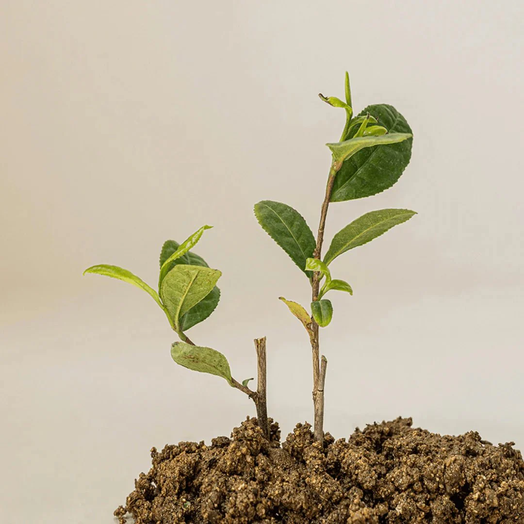 Beauty of Joseon - Calming Serum : Green tea + Panthenol- 30ml (1 fl.oz.) - Image 6