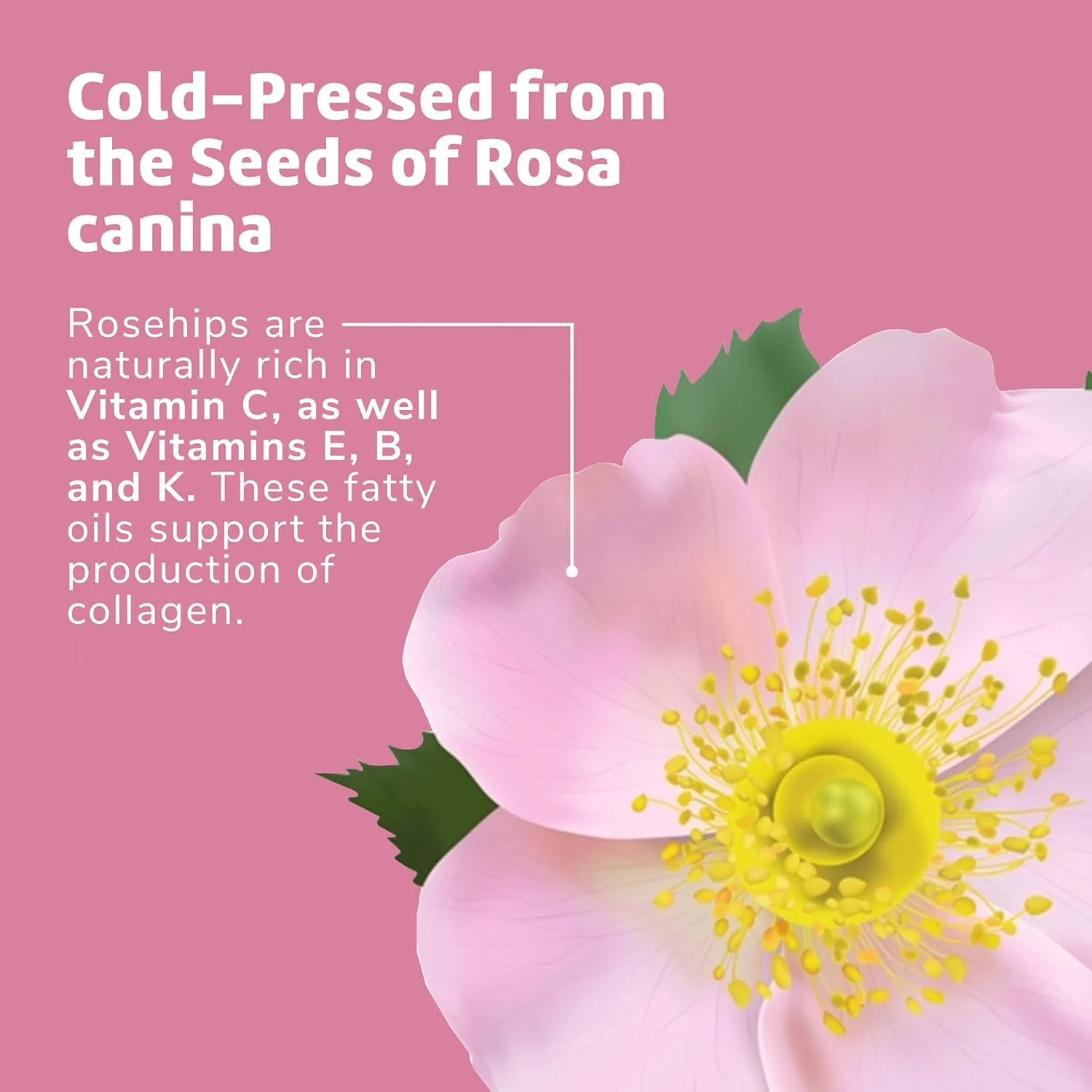 De La Cruz Pure Chilean Rosehip Oil, Cold Pressed, Facial Moisturizer, 1 FL. OZ. - Image 6